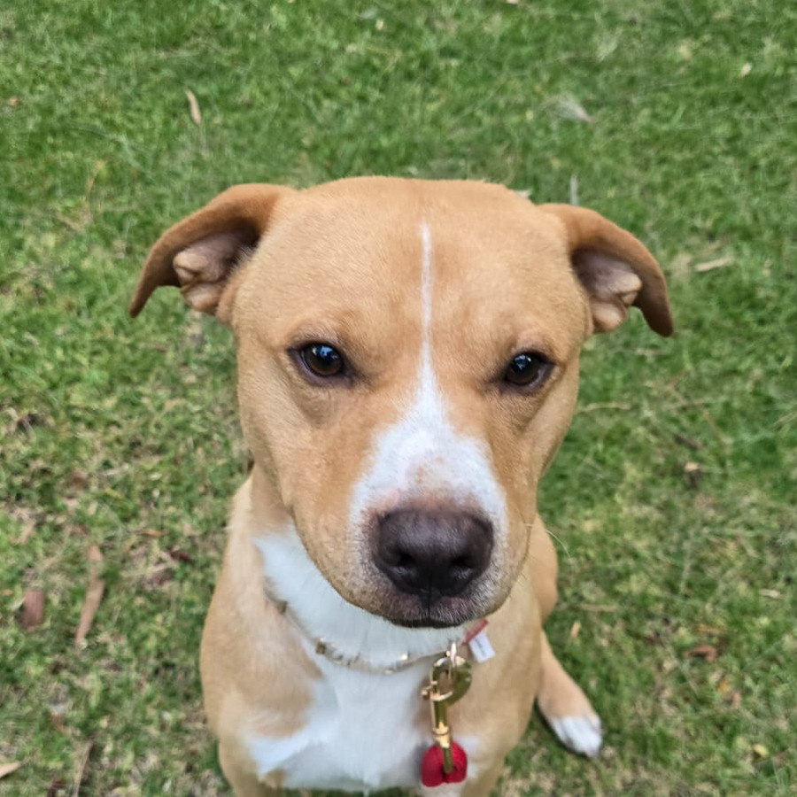  | Raza Mestizo, cruza de American Pitbull Terrier | Encontrado