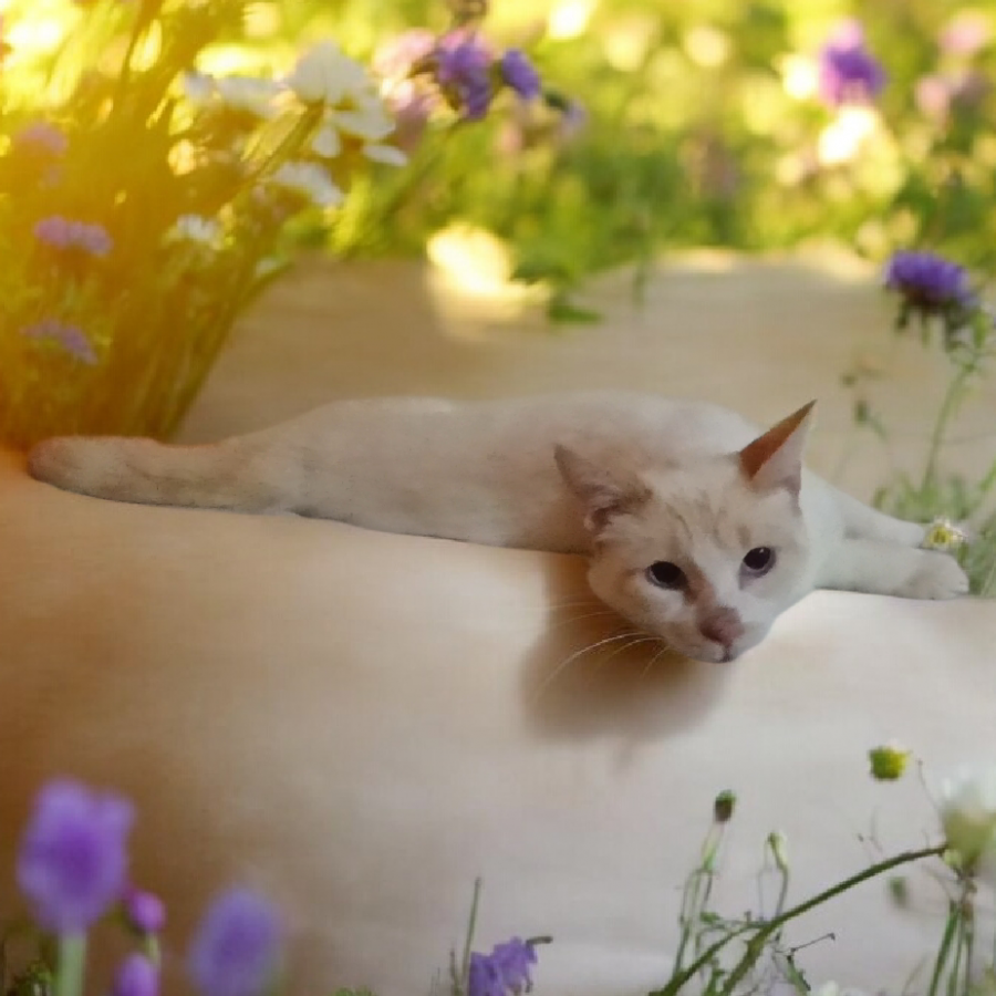 COCO | Raza Aslan o Siamés moderno, punto flama | En Adopción