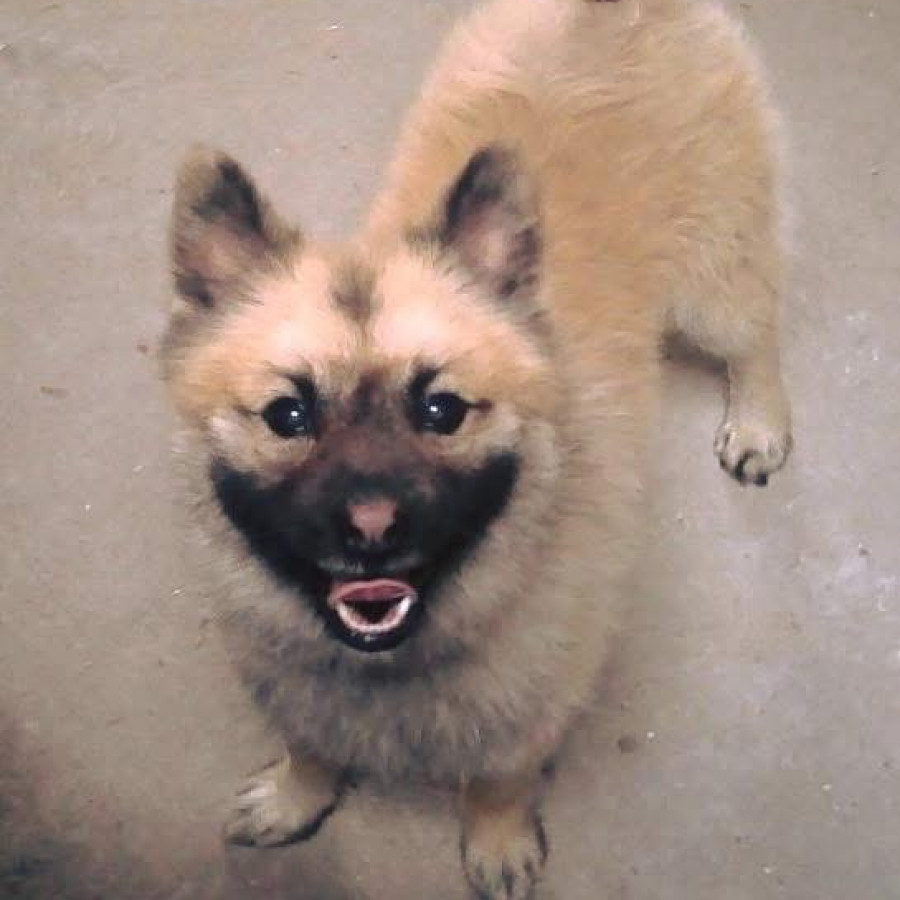 BALTO | Raza Pomerania | Perdido