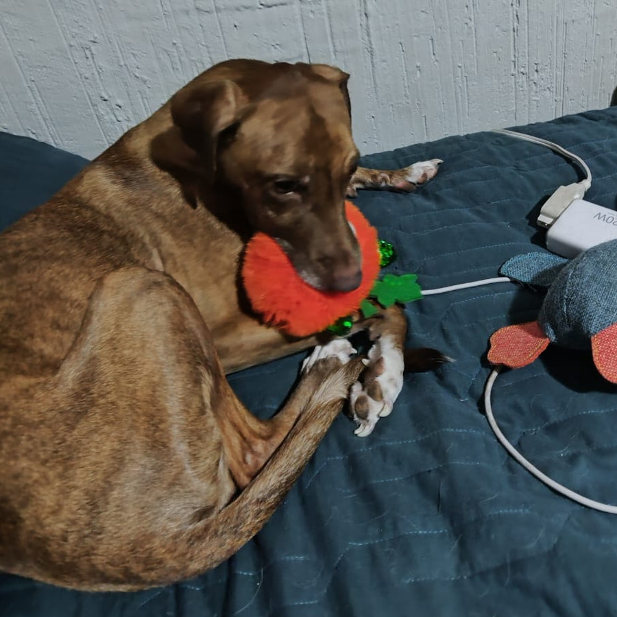 MAYA | Raza Mestiza, cruza de Labrador con American Pitbull Terrier | Final Feliz