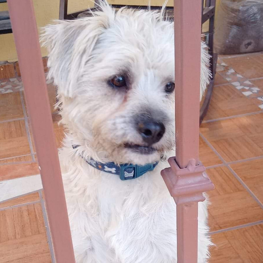 TOMÁS | Raza Mestizo, cruza de Shih Tzu con Chihuahua | Perdido