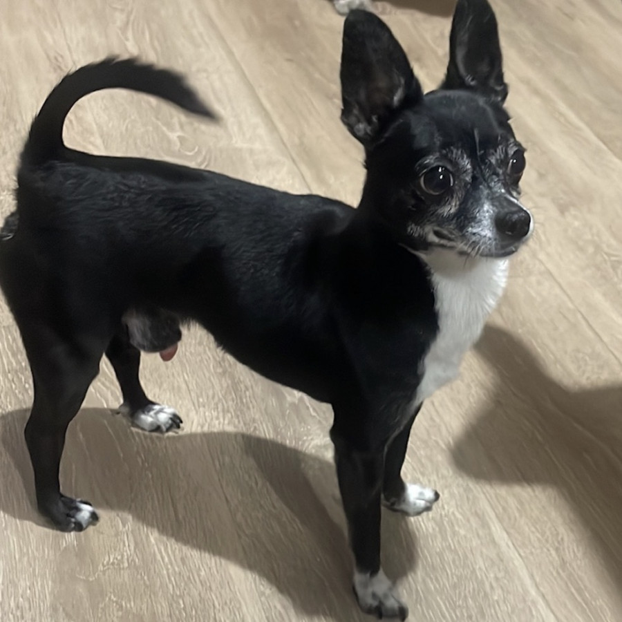 CHISPA | Raza Chihuahua | Perdido