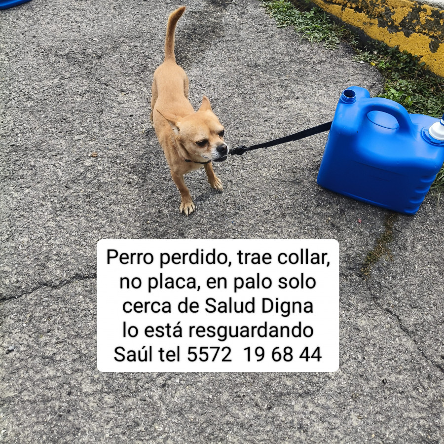  | Raza Mestizo, cruza de Chihuahua | Encontrado