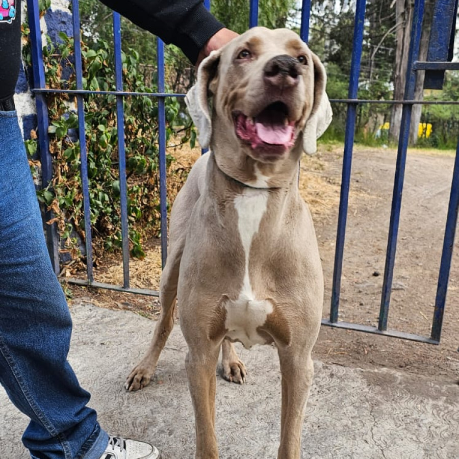  | Raza Weimaraner  | Final Feliz