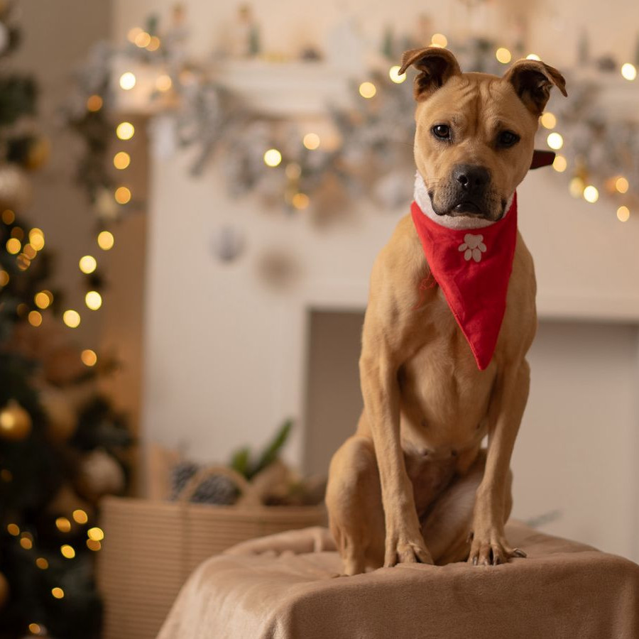 PRINCESA | Raza Mestiza, cruza de American Pitbull Terrier | En Adopción