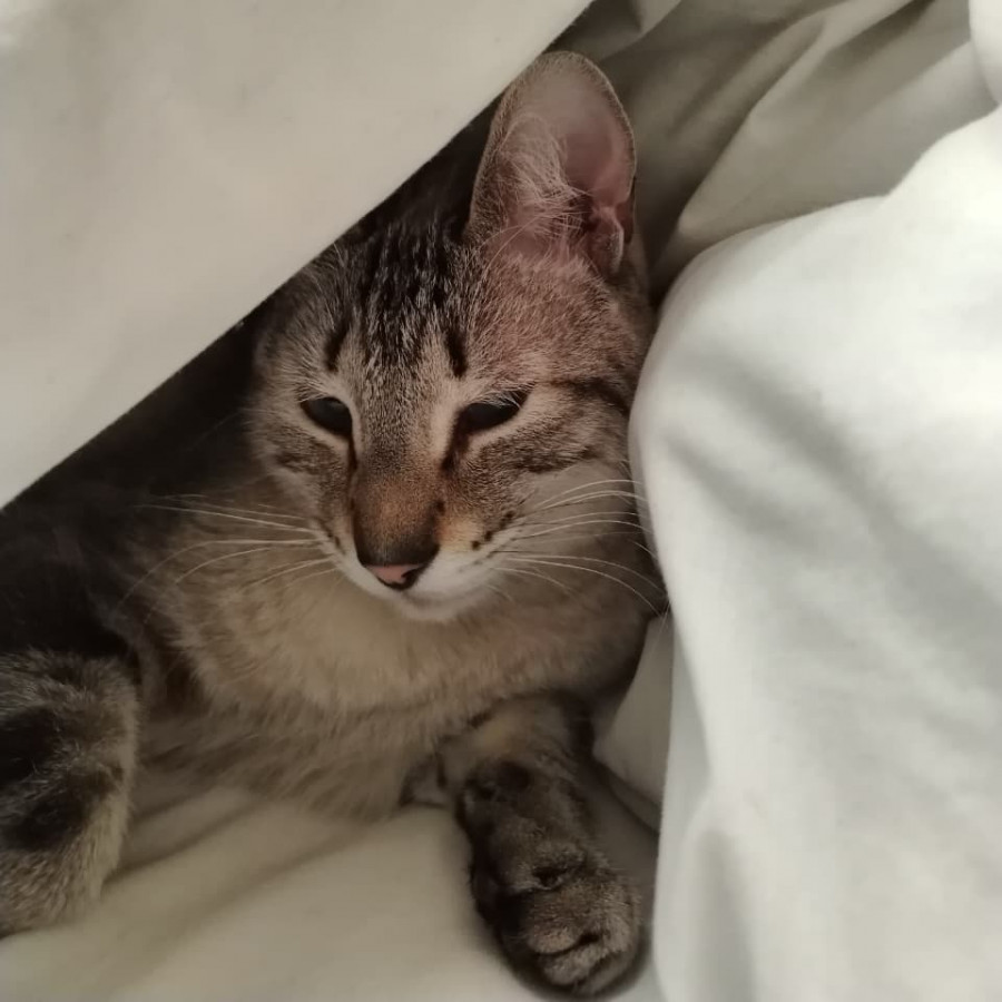LAYLA | Raza Aslan o Siamés Moderno Punto Tabby | Perdido