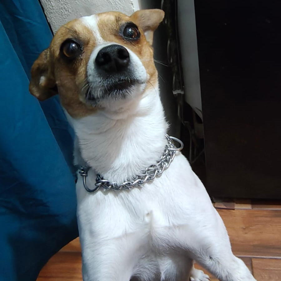 TRIBILÍN | Raza Mestizo, cruza de Jack Russell Terrier | Perdido