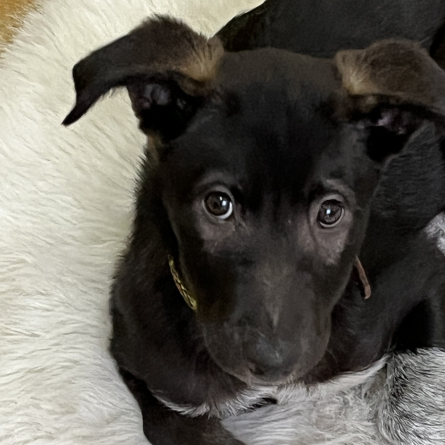 CHIPI | Raza Mestiza | En Adopción