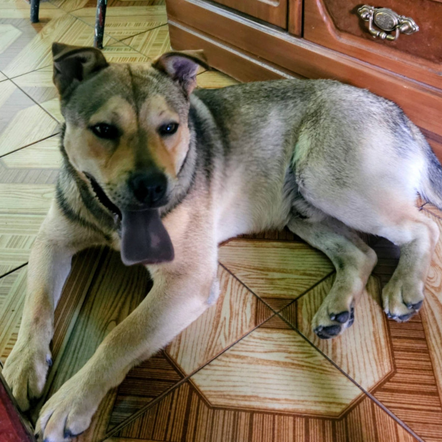  | Raza Mestizo, posible cruza de Husky con American Pitbull Terrier | Encontrado
