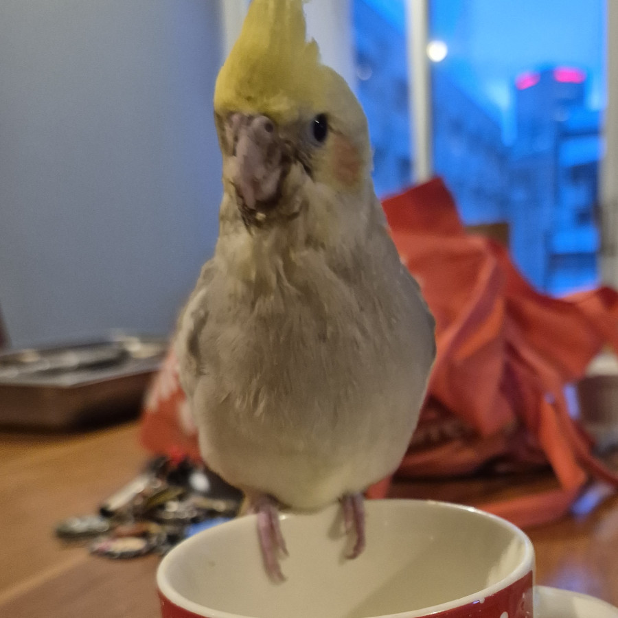 LOLA | Raza Ninfa | Perdida