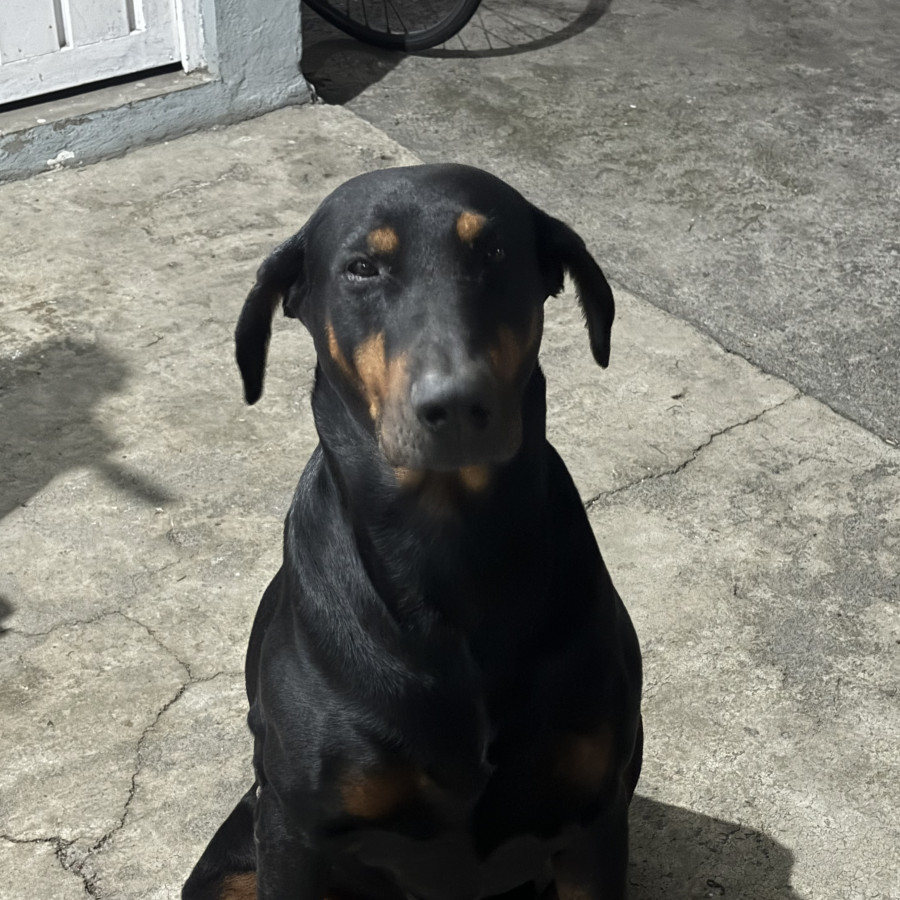 DEXTER | Raza Dóberman Pinscher | Perdido