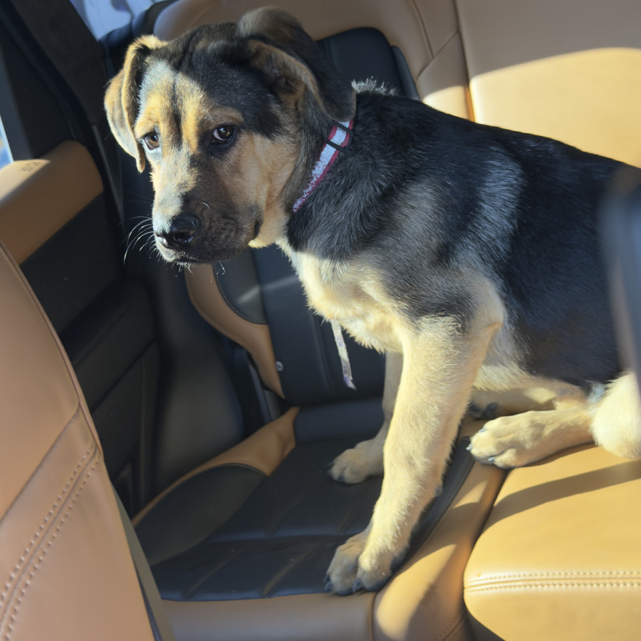  | Raza Mestiza, cruza de Pastor Alemán | Encontrada