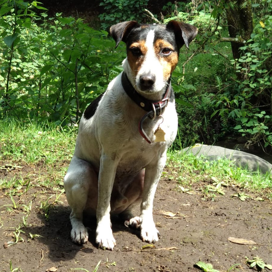GINO | Raza Jack Russell Terrier | Final Feliz