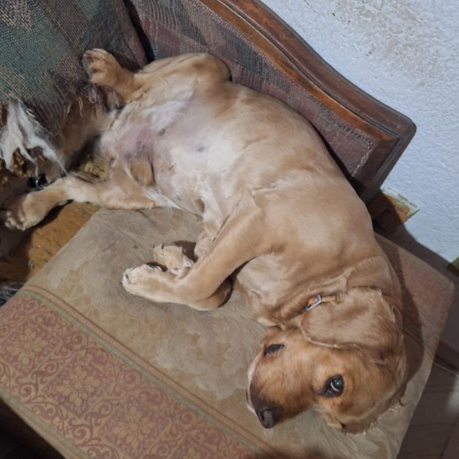 MOKA | Raza Cocker Spaniel | Perdido