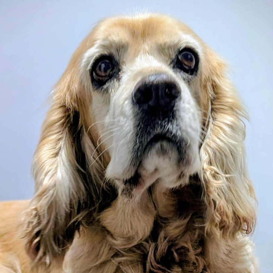  | Raza Cocker Spaniel | Encontrada