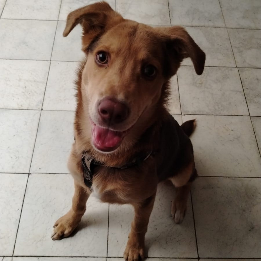 COFFEE | Raza Mestizo, cruza de Labrador con Husky | Final Feliz