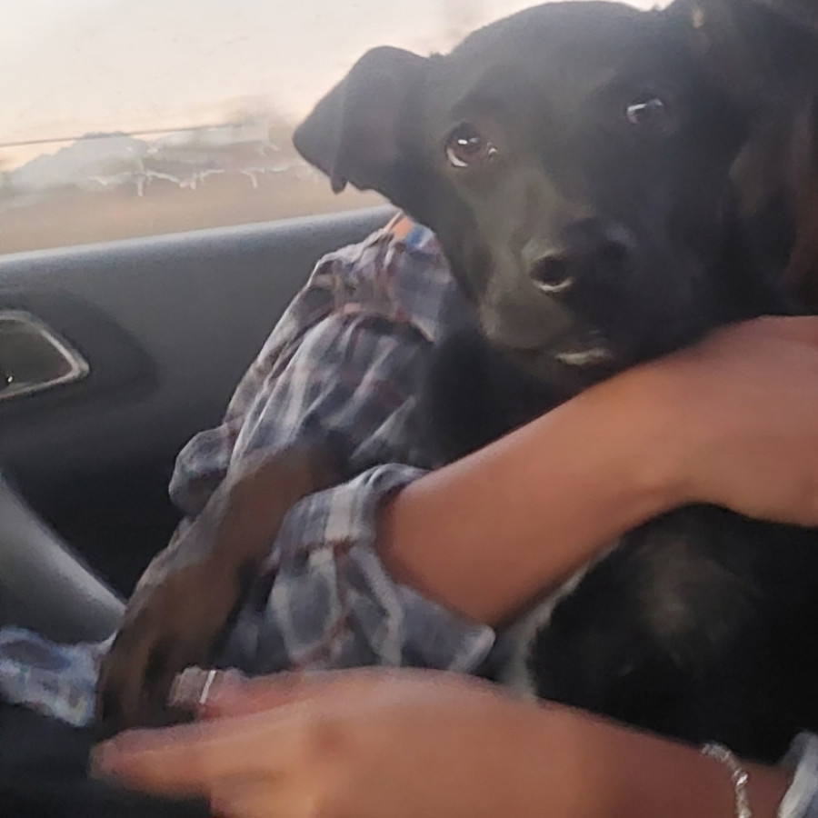 BLACKY | Raza Mestizo, cruza de Labrador con Pastor Belga Malinois | Perdido