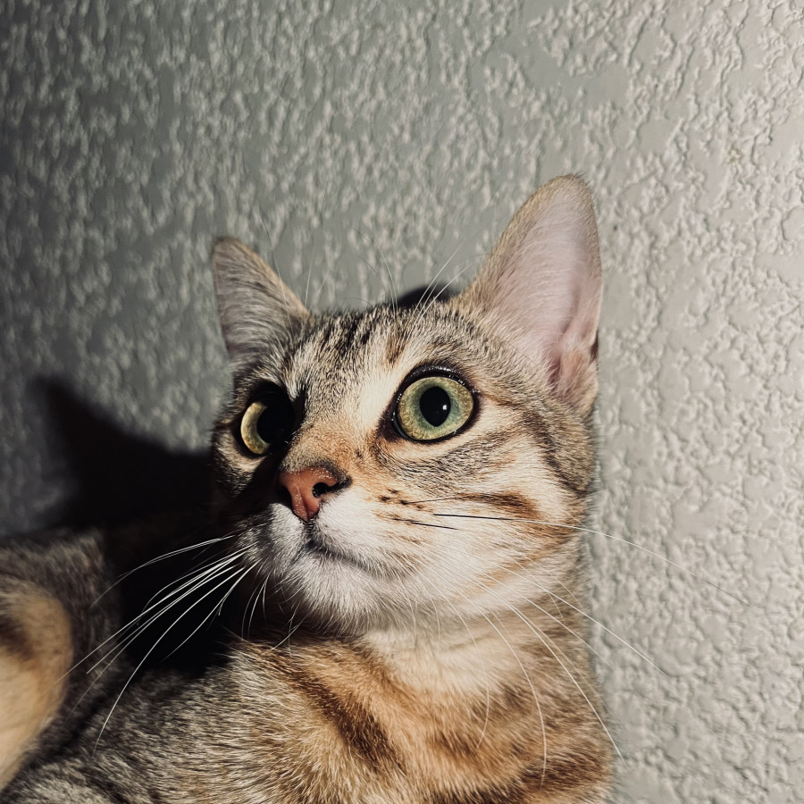 JOELA | Raza Doméstico Américano de Pelo Corto | En Adopción
