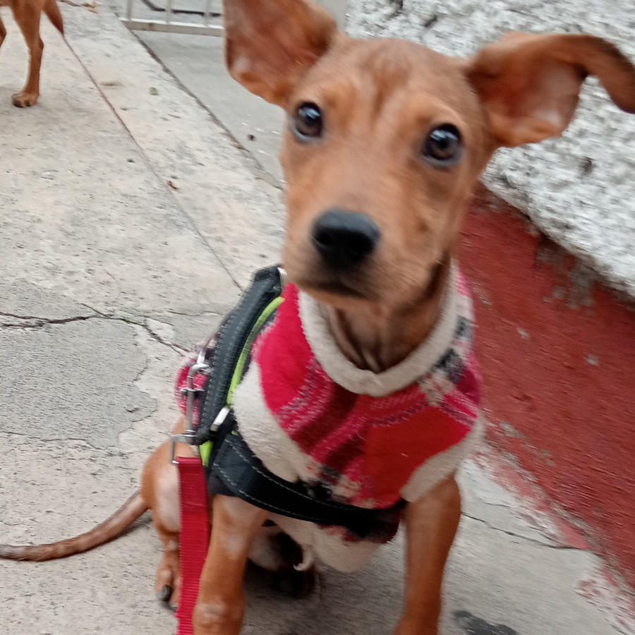 DOBBY | Raza Mestizo | En Adopción