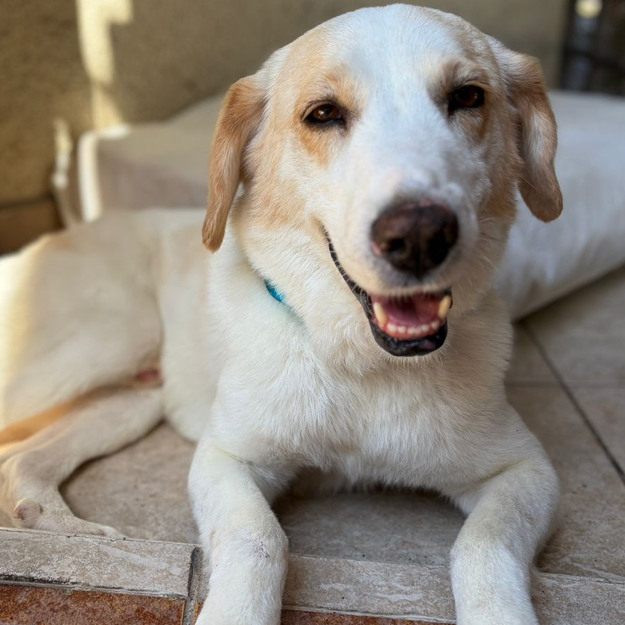  | Raza Mestizo | Encontrado