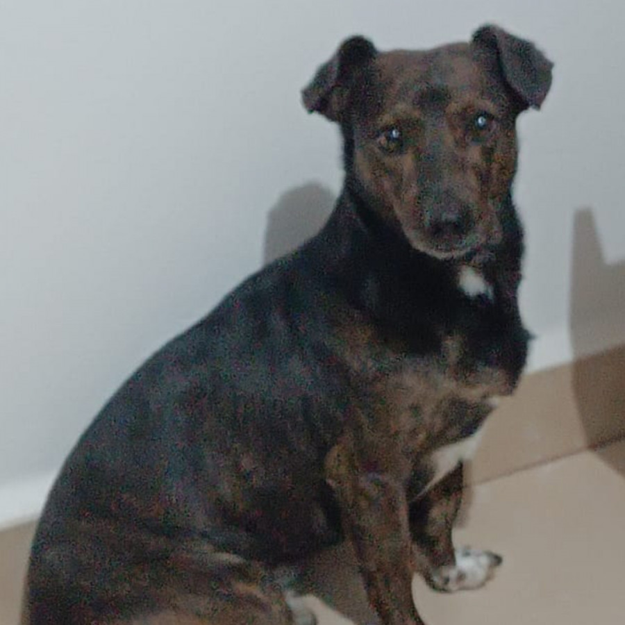 IRVING | Raza Mestizo | Perdido