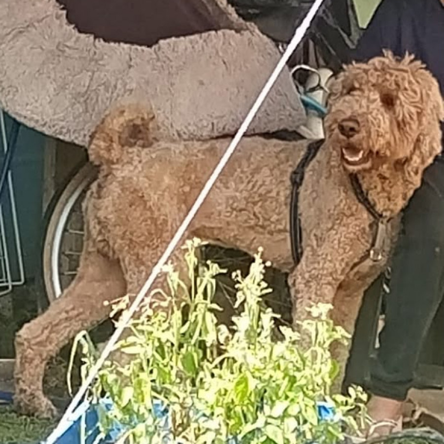 ROCKY | Raza Goldendoodle (mestizo, cruza de Golden Retriever con French Poodle) | Final Feliz