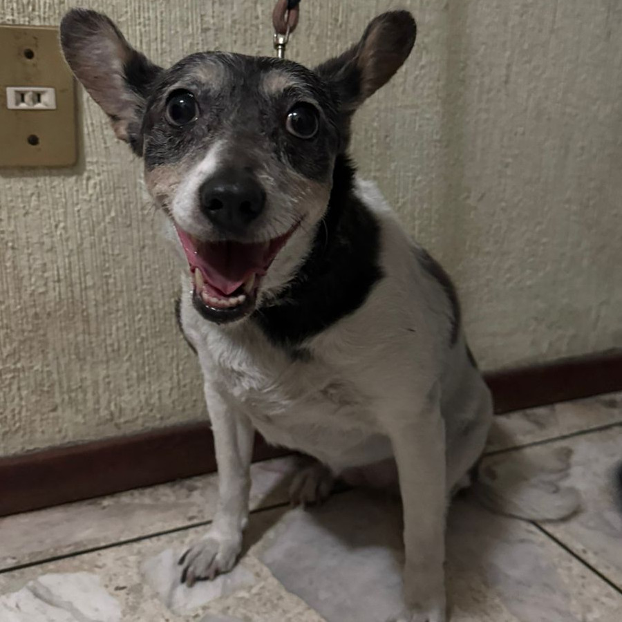  | Raza Mestiza, cruza de Fox Terier | Encontrada