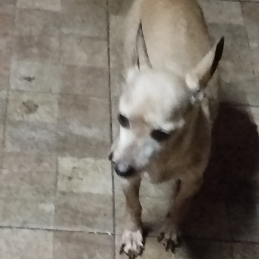 GRINGO | Raza Chihuahua | En Adopción