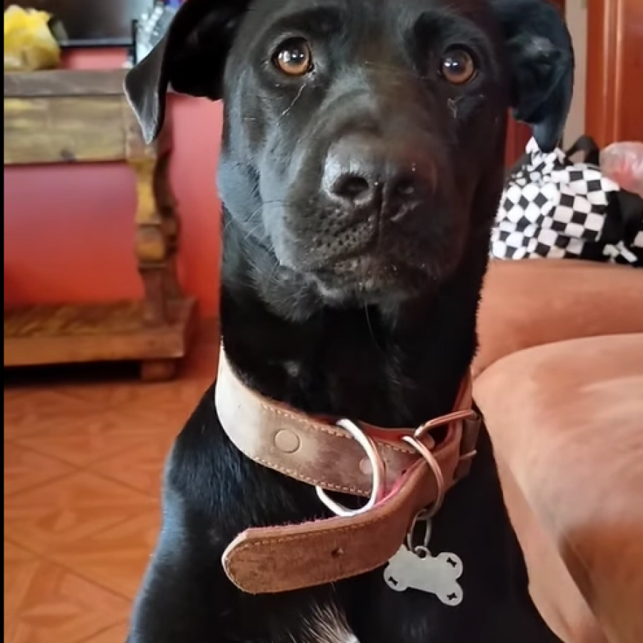 GALA | Raza Mestiza, cruza de Labrador | Perdida