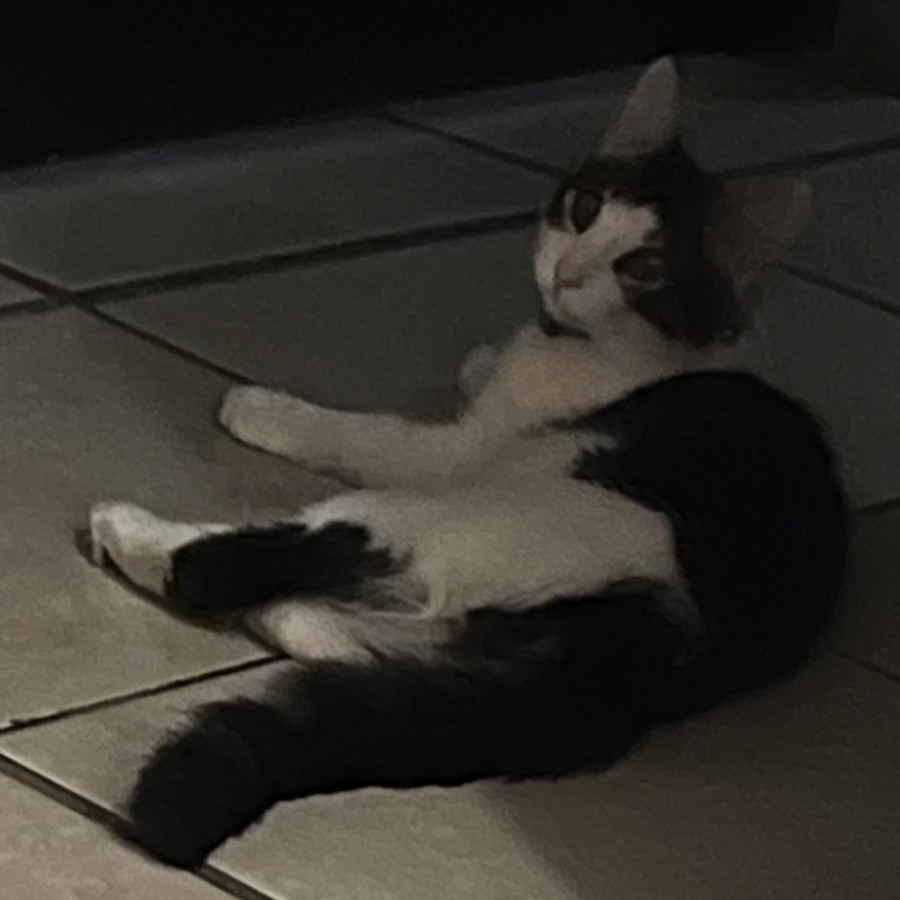 KIRA | Raza Doméstico Americano de pelo semilargo | Perdido