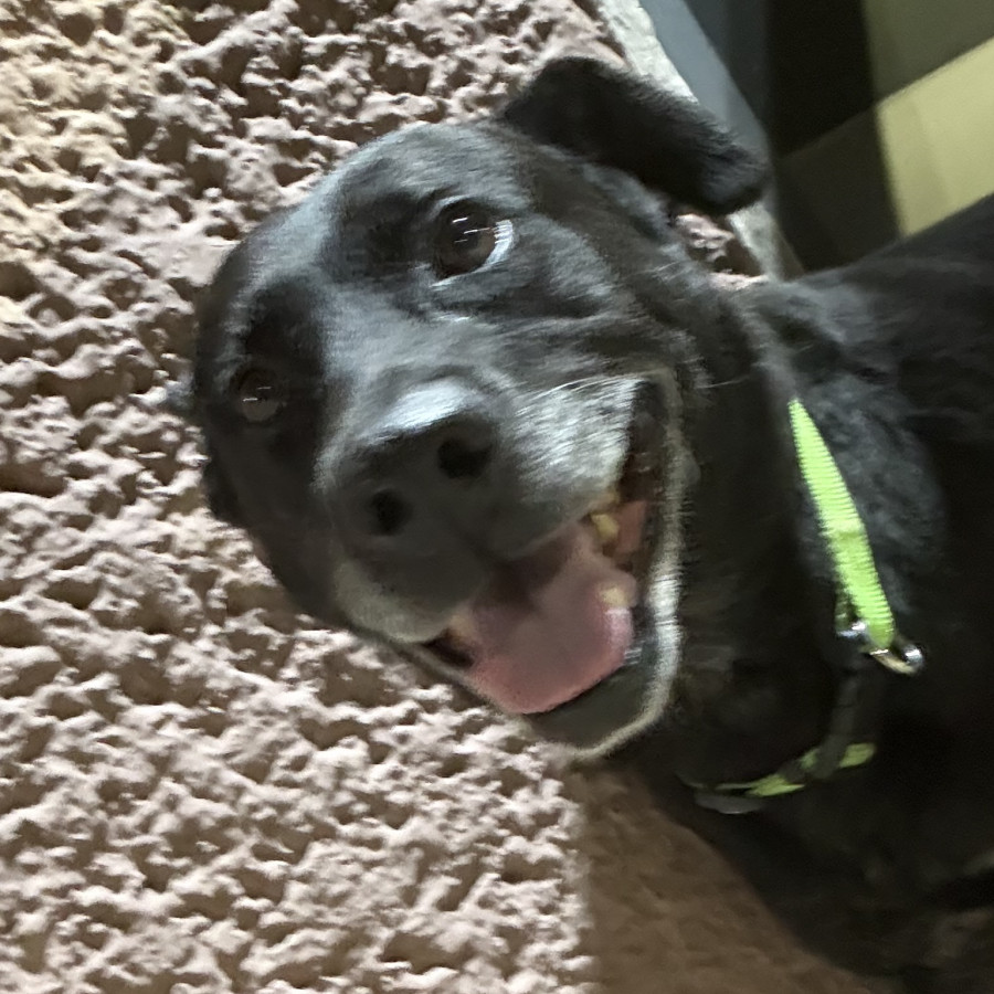  | Raza Mestizo, posible cruza de Labrador | Encontrado