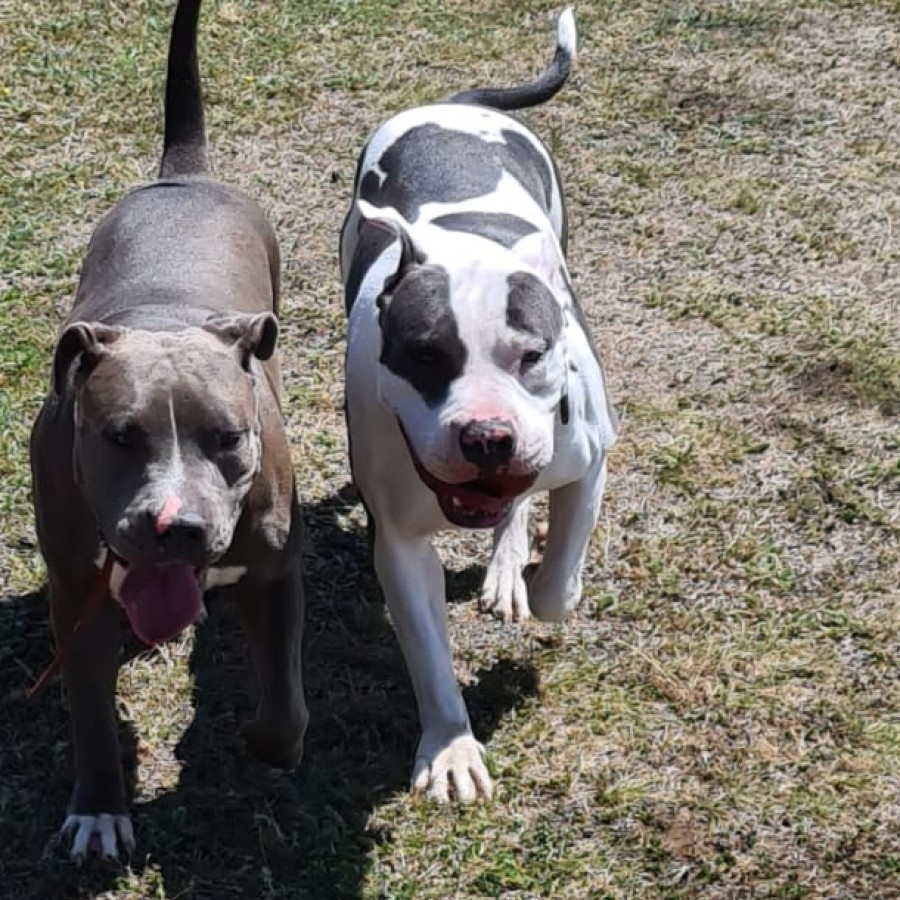 MAGA | Raza American Pitbull Terrier | Final Feliz