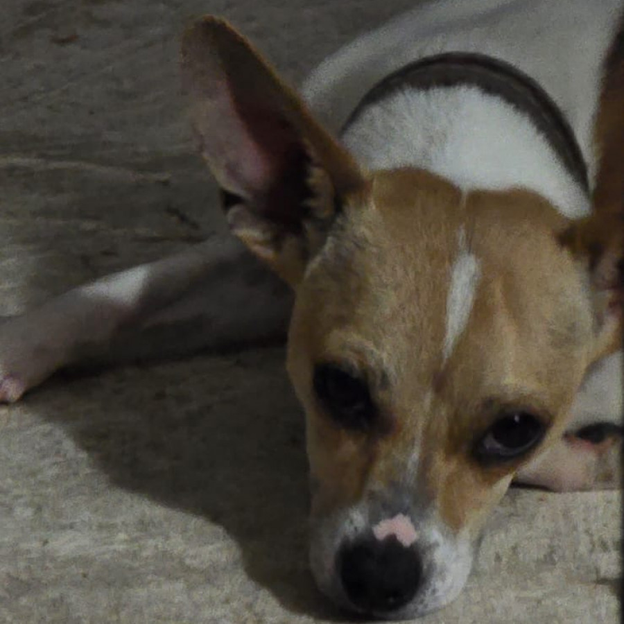 TOBY | Raza Mestizo, cruza de Chihuahua | Perdido