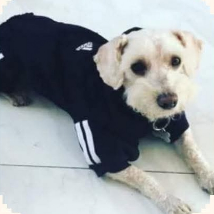 DALÍ | Raza French Poodle o Caniche | Final Feliz