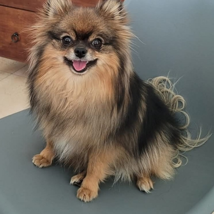 MARLEY | Raza Pomerania | Perdida