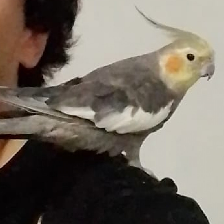 CHISPA O NINFITA | Raza Ninfa | Perdido