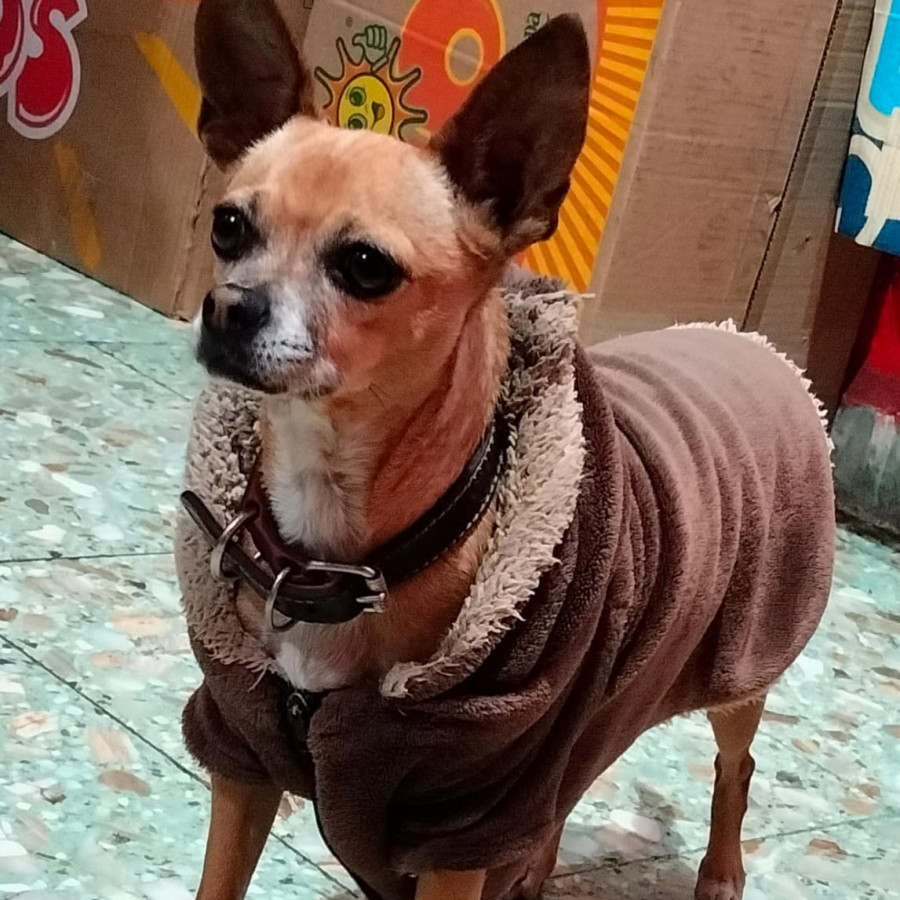 PATITAS | Raza Chihuahua | Perdida