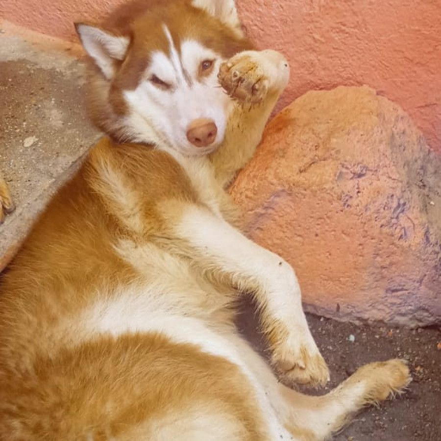 ZEUS | Raza Husky Siberiano | Final Feliz