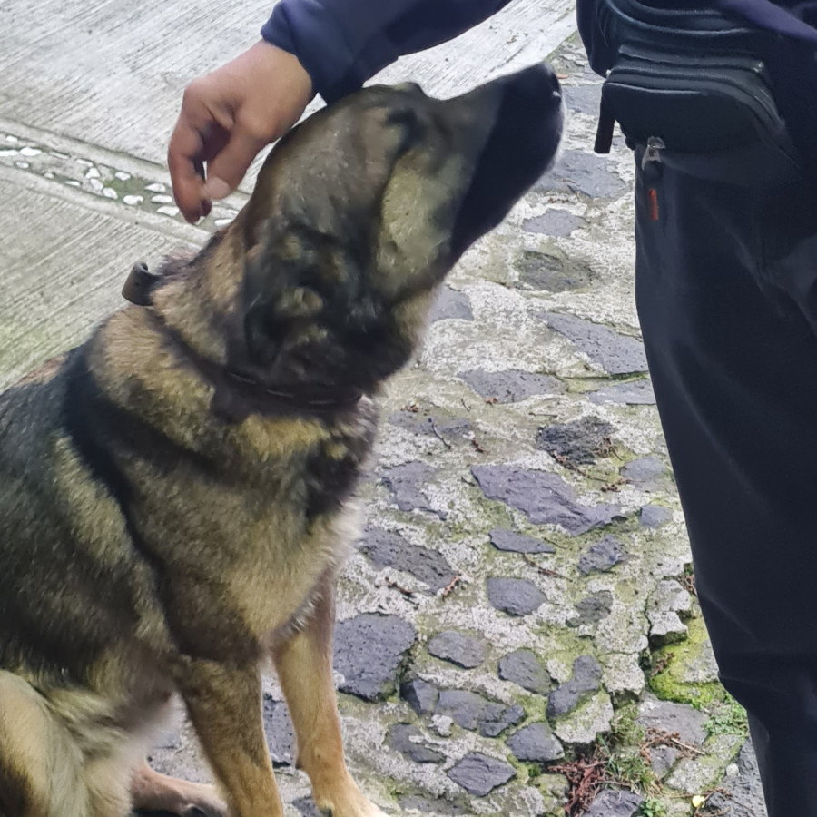  | Raza Mestizo | Encontrado