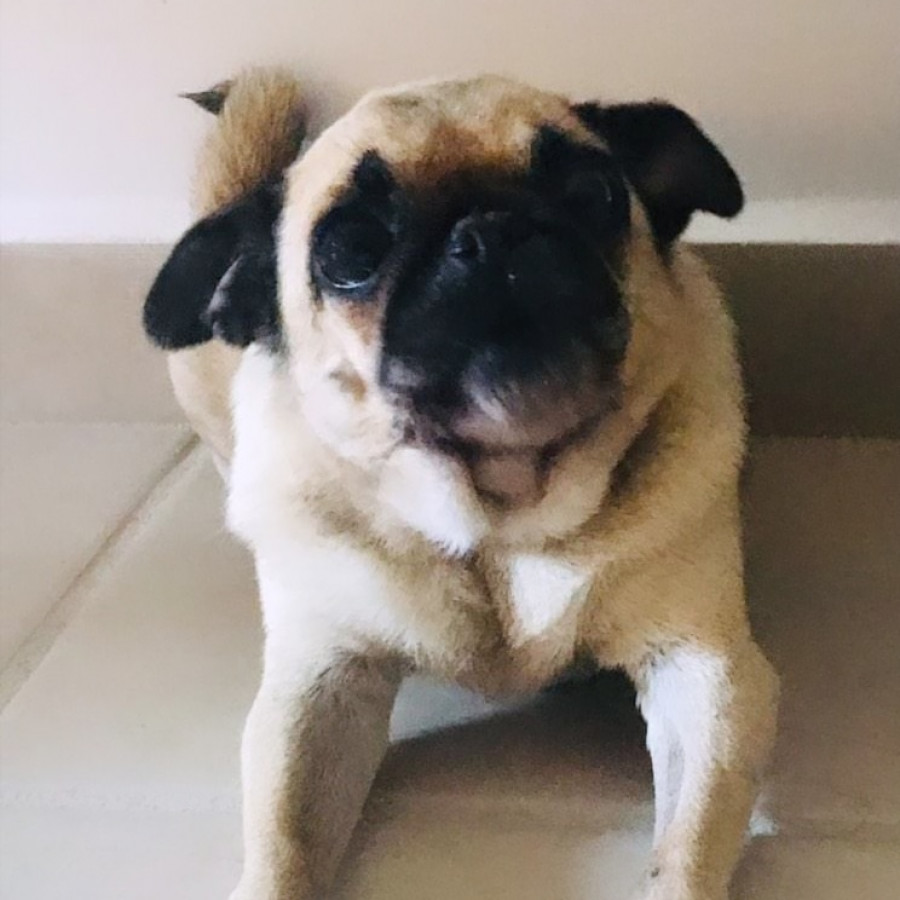 LAYLA | Raza Pug o Carlin | Perdida