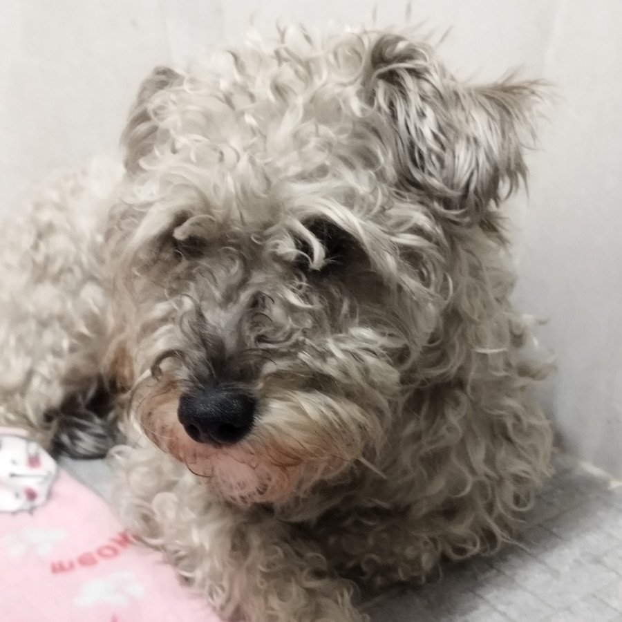  | Raza Schnauzer | Encontrada