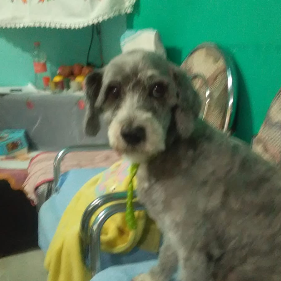 ASTRO | Raza Mestizo,  cruza de Schnauzer | Perdido