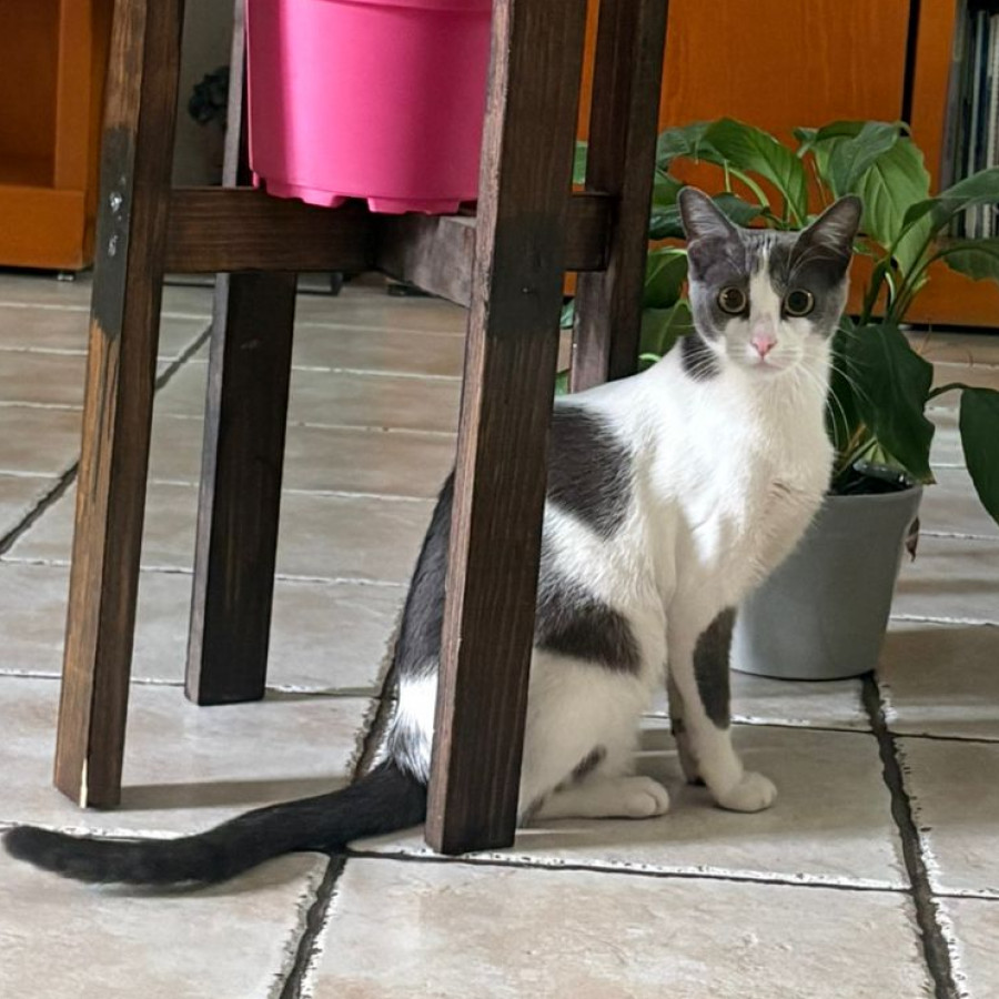 CUTIE | Raza Doméstico Américano de Pelo Corto | Perdida