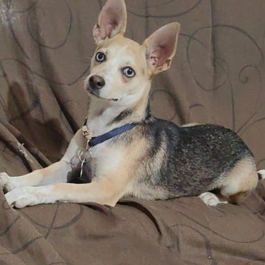 DINAMITA | Raza Chihuahua | Final Feliz