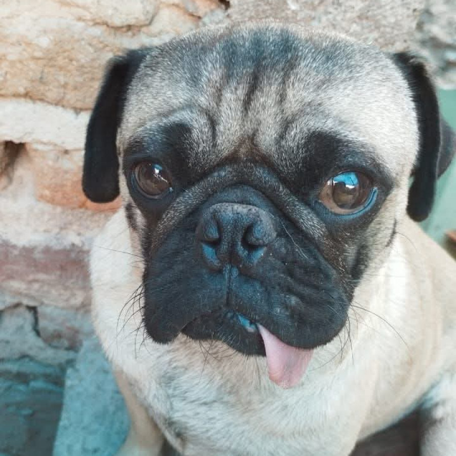 LUCKY | Raza Pug o Carlin | Perdido