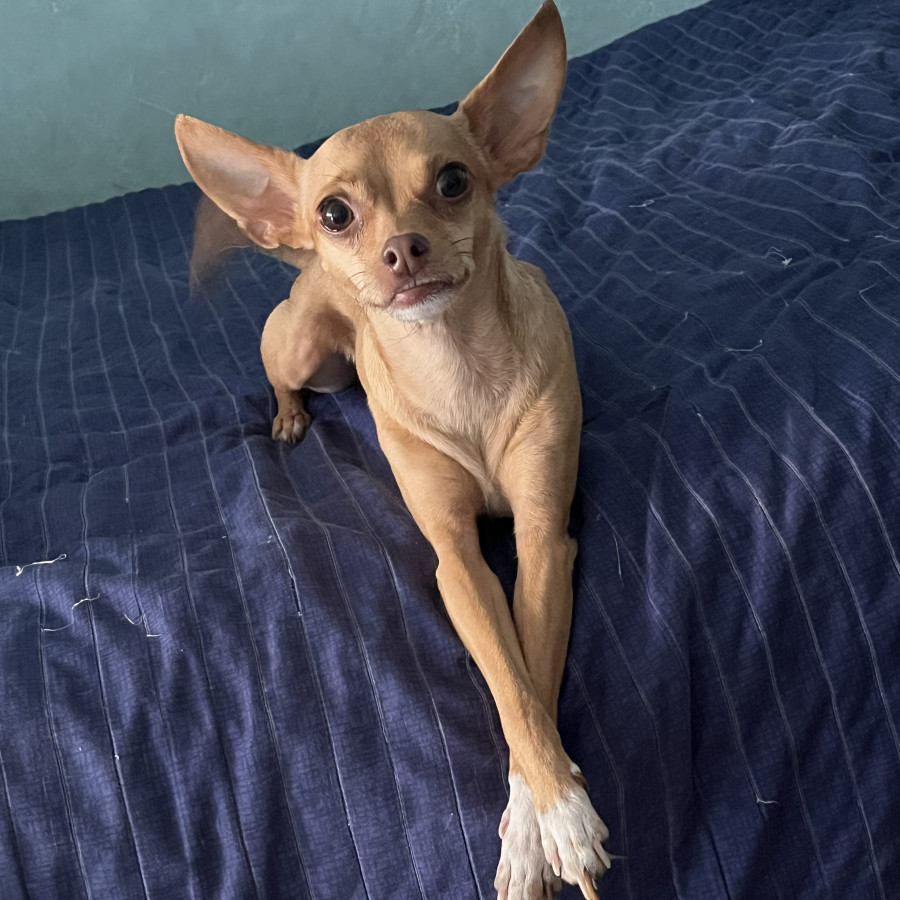 NALA | Raza Chihuahua | Final Feliz