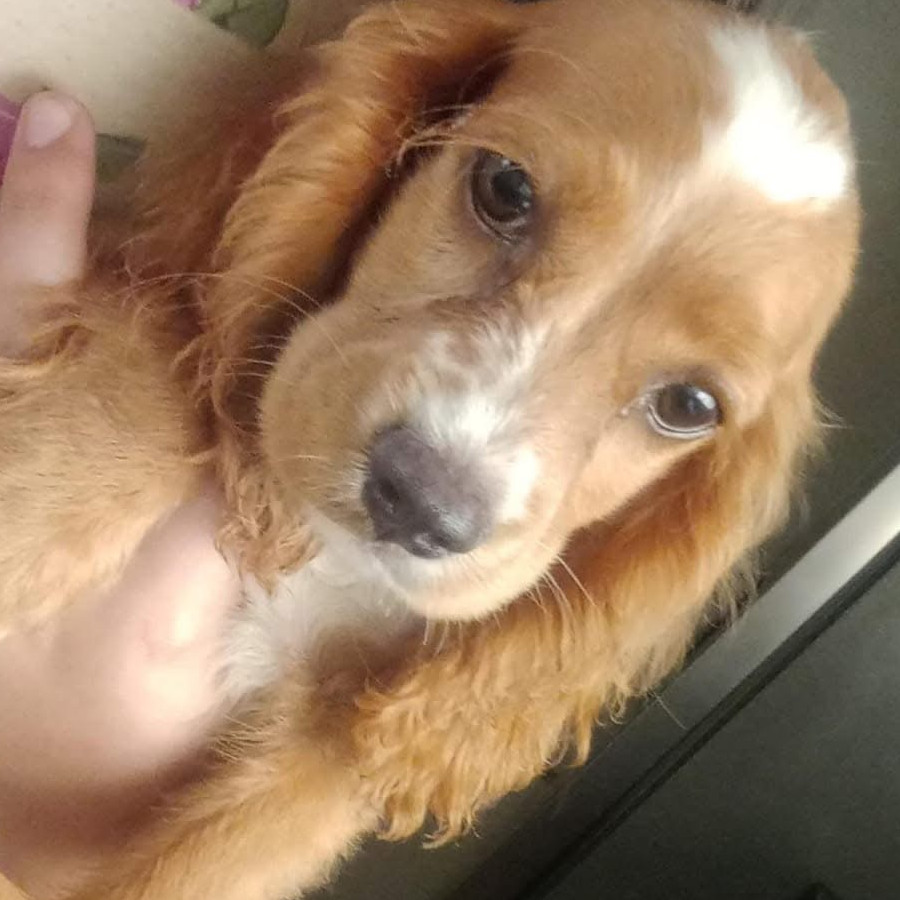 REYNA | Raza Cocker Spaniel Inglés | Perdida