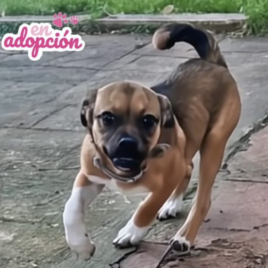 HERMOSA PELUDITA | Raza Mestiza | En Adopción