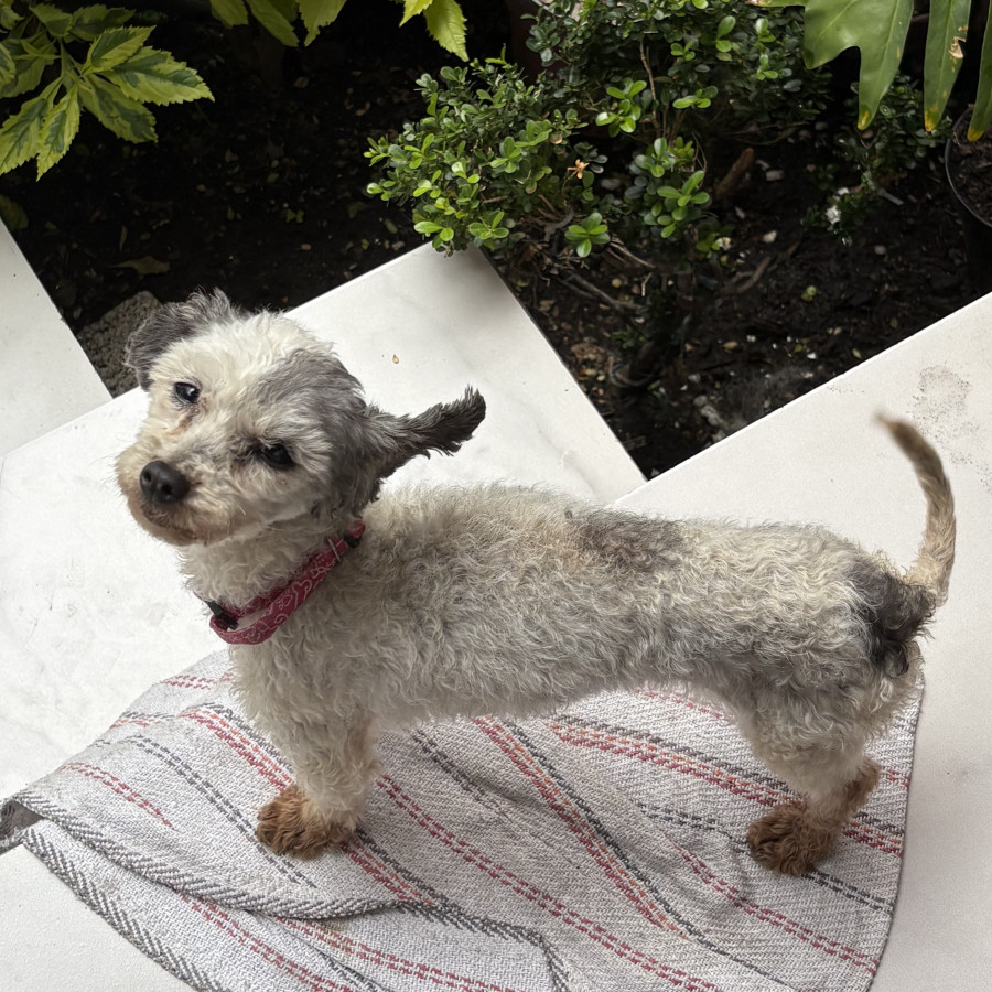  | Raza French Poodle o Caniche | Encontrada