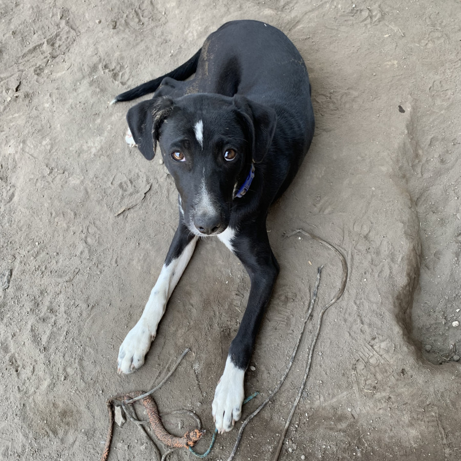 CAPULÍN | Raza Mestizo | En Adopción